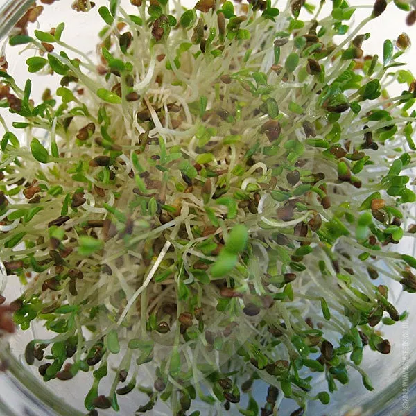 Alfalfa Microgreens Sprouting Seeds