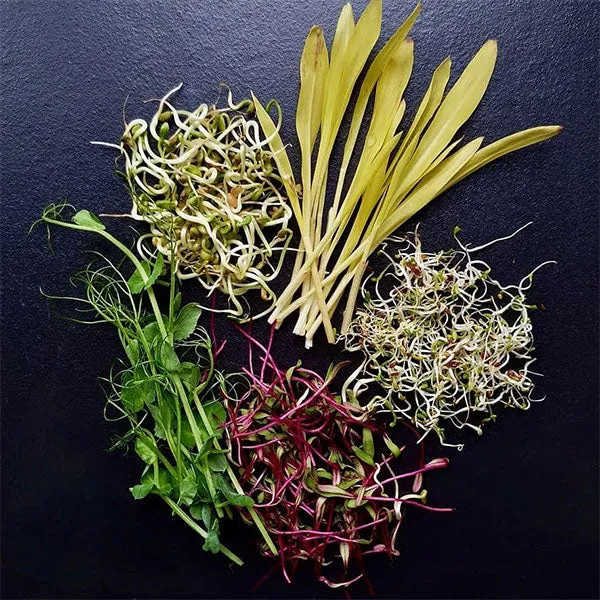 Alfalfa Microgreens Sprouting Seeds