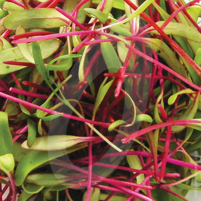 Beetroot Bulls Blood Microgreens Seeds