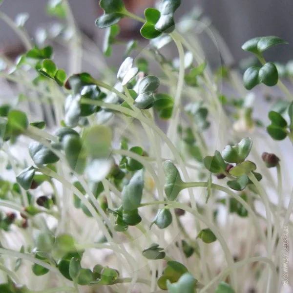 Broccoli Microgreens Sprouting Seeds