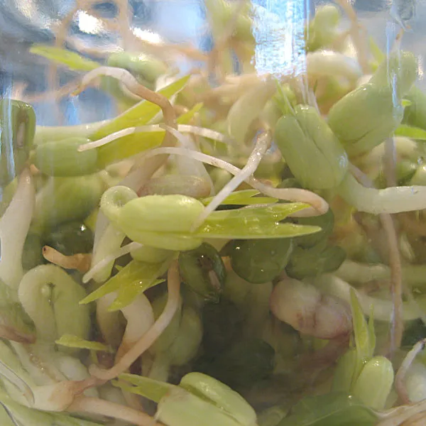 Mung Beans Beansprouts Sprouting Seeds