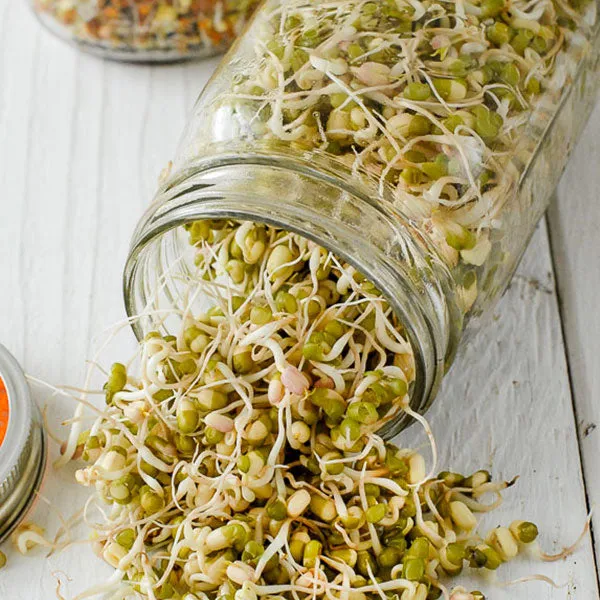 Mung Beans Beansprouts Sprouting Seeds