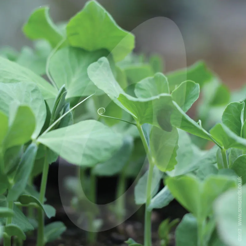 Pea Shoots Microgreens Sprouting Seeds
