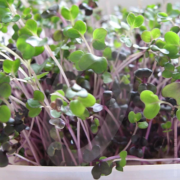 Red Cabbage Microgreens Sprouting Seeds