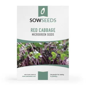 Red Cabbage Microgreens Sprouting Seeds